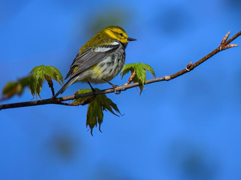 Black-throated green warbler (m)photo preview