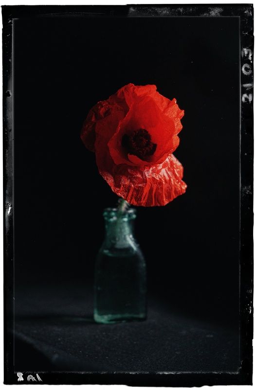 натюрморт, низкий ключ, цветок, мак, алое, красное, капли, стекло, красота, очарование, мифы, морфей, фантазии, таинственность, мануальное, винтажная оптика, юпитер-3, jupiter-3, керчь, крым, россия Дарованный мне дремлющим Морфеем.photo preview
