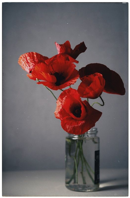 натюрморт, букет, цветы, маки, маковый букет, природа, красота, алое, красное, красные маки, алые маки, аналог, аналоговое, мануальное, винтажная оптика, гелиос 44-2, helios 44-2, керчь, крым, россия Как маки однажды стояли на кухне.photo preview