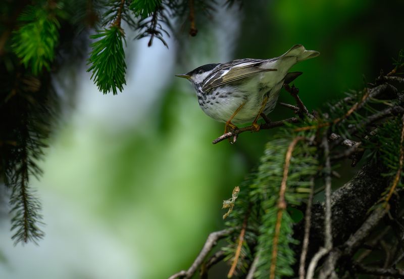 Blackpoll Warbler (m)photo preview
