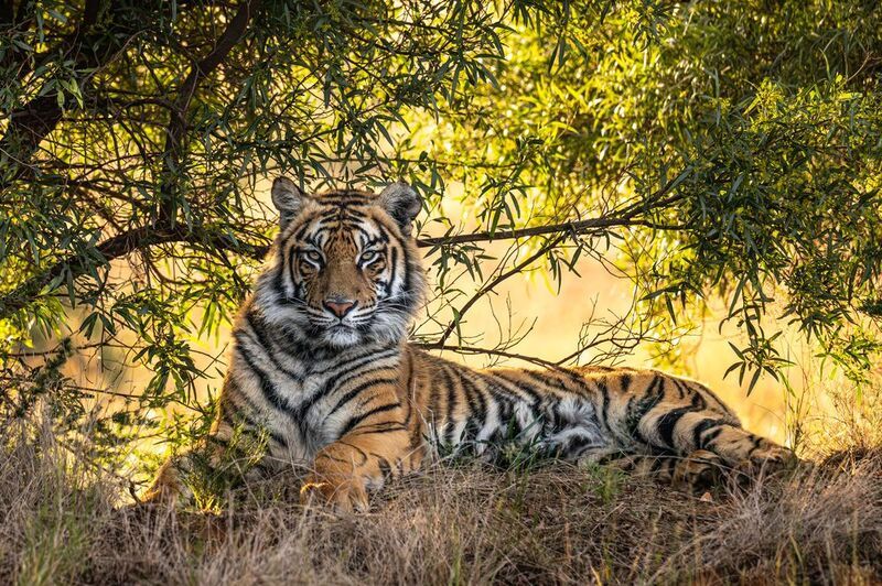 бенгальский тигр, Африка, ЮАР photo preview