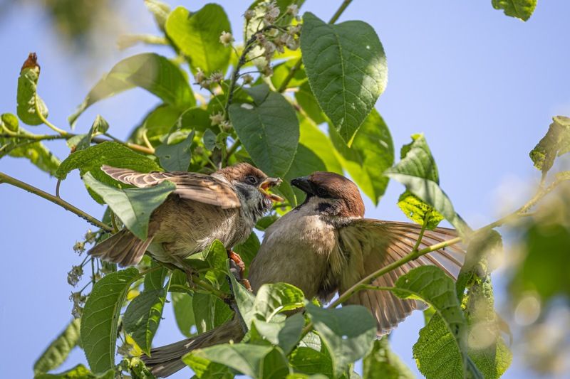 полевой воробей, воробей, слеток, птенец, птицы photo preview