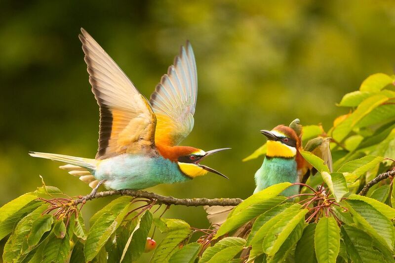 Bee-eater фото превью