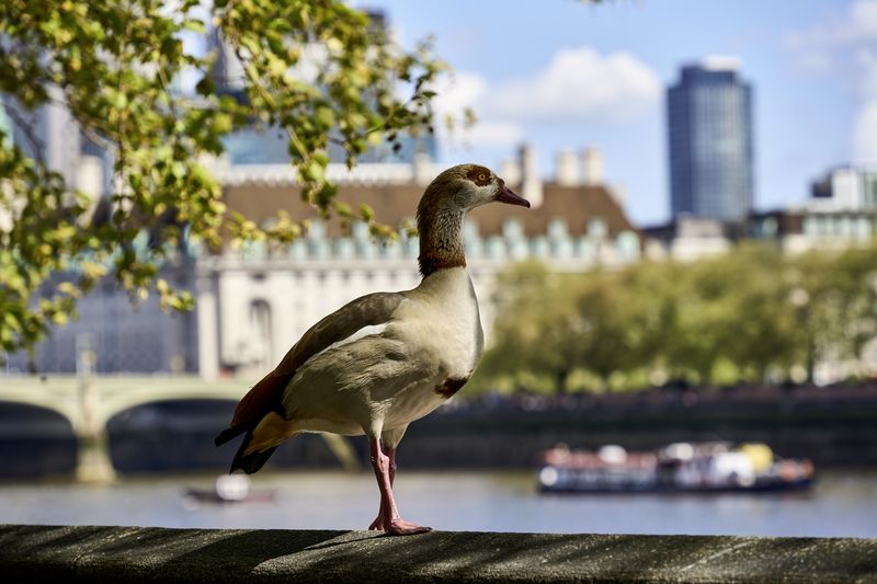 Я тоже умею ходитьphoto preview