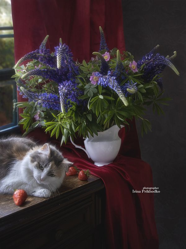 натюрморт, букет, лето, кошка, интерьер Заблудиться в трёх клубникахphoto preview