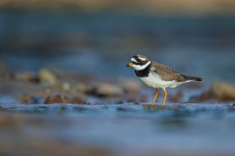 галстучник, кулик, птицы Галстучникphoto preview
