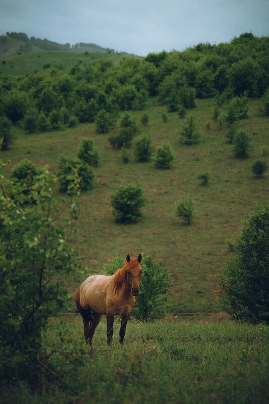 лес, холмы, Алтай, лошадь Горный Алтайphoto preview