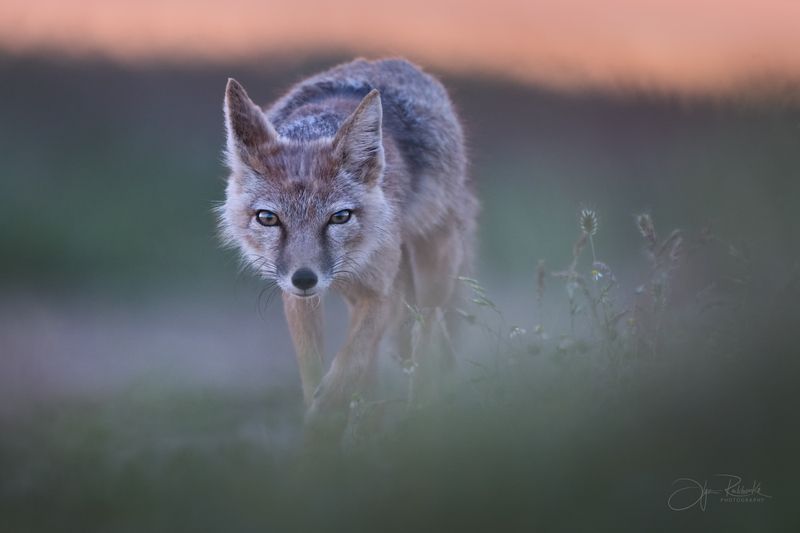 корсак, калмыкия, степная лиса, корсачонок, дикая природа, wildanimals, корсочата, vilpus corsac, corsac Рожденная ветром фото превью