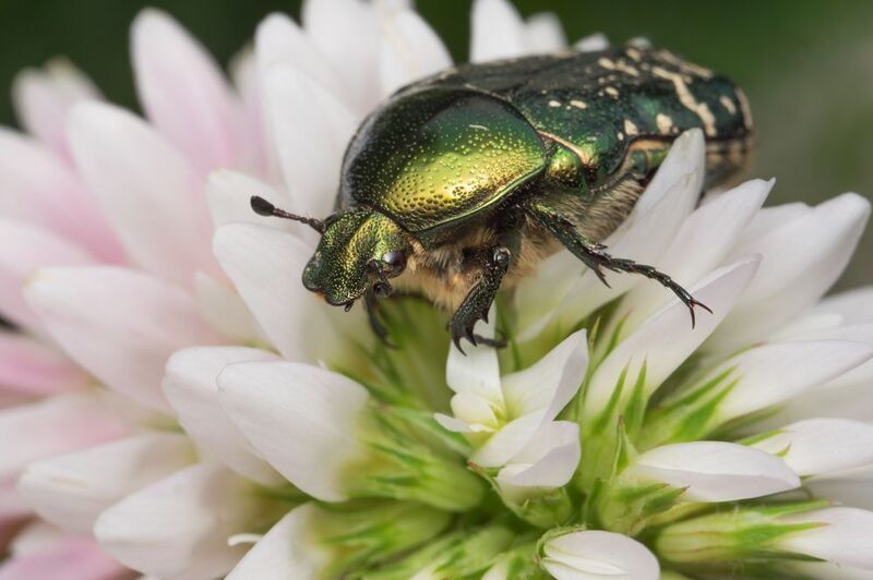 бронзовка,макро,ставрополь,вега11у,cetonia aurata Золотистая бронзовкаphoto preview