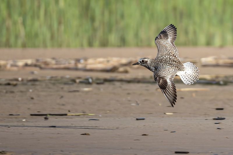 тулес, кулик, птицы Тулесphoto preview