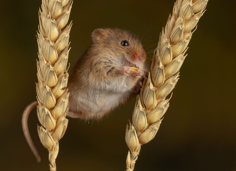 harvest mouse, mouse, rodent, animals, nature, wildlife, canon Harvest Mousephoto preview