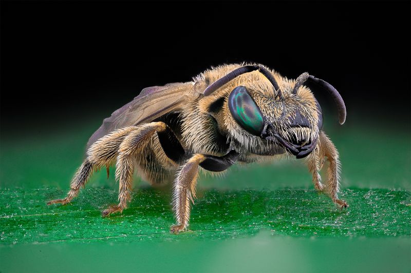 ceclii, macro  фото превью