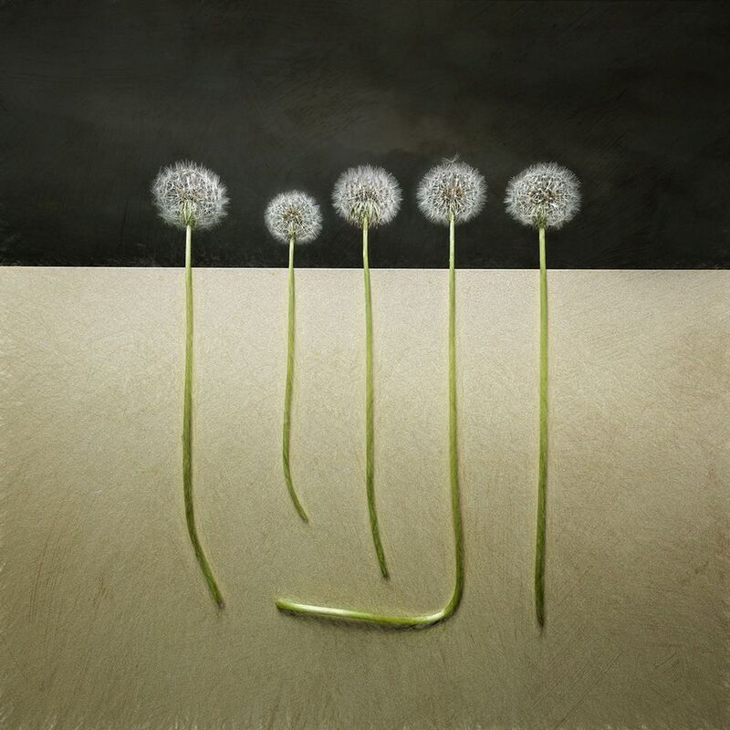 цветы фото превью