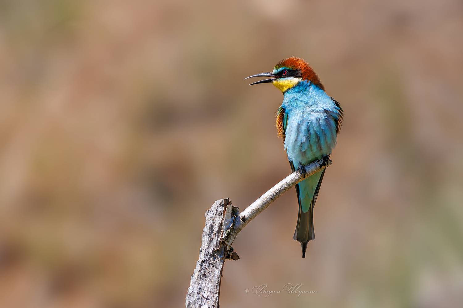 - Ну и где тут пчёлы?!. Автор: Шульгин Вадим щурка, Шульгин Вадим