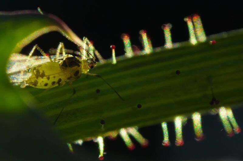 тля Пришелецphoto preview