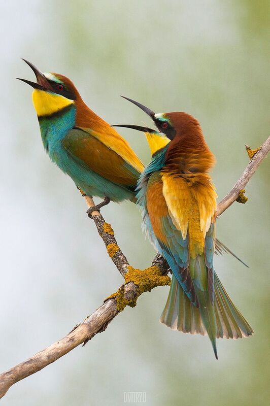 щурка, золотистые щурки, Золотистые щурки фото превью