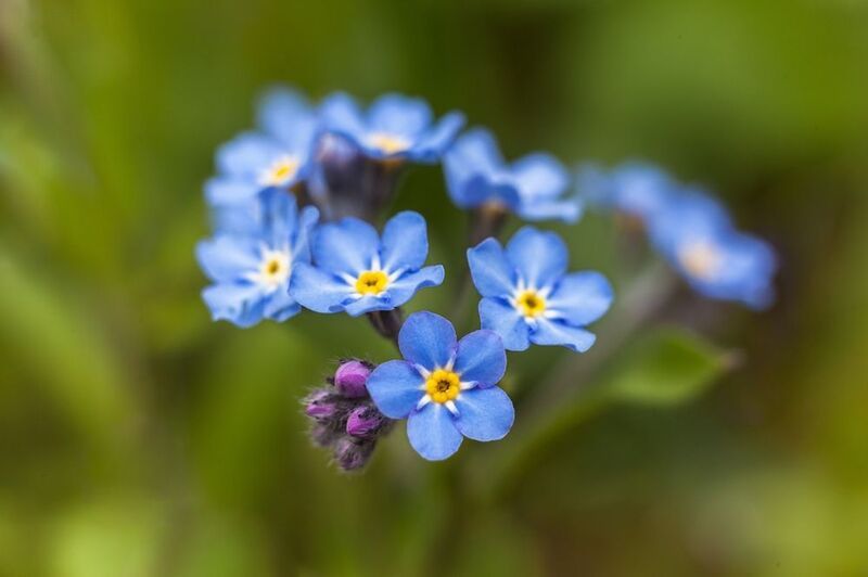 красота, цветы, незабудки, весна Незабудки...photo preview