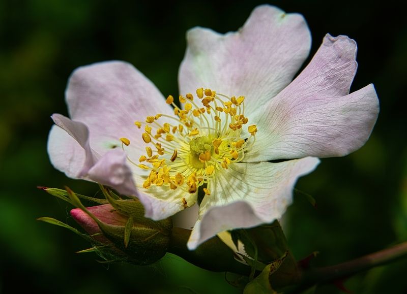 Цветок шиповникаphoto preview