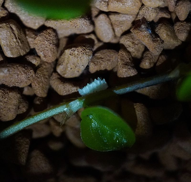 Зарождение корневой системы фикуса пумилаphoto preview