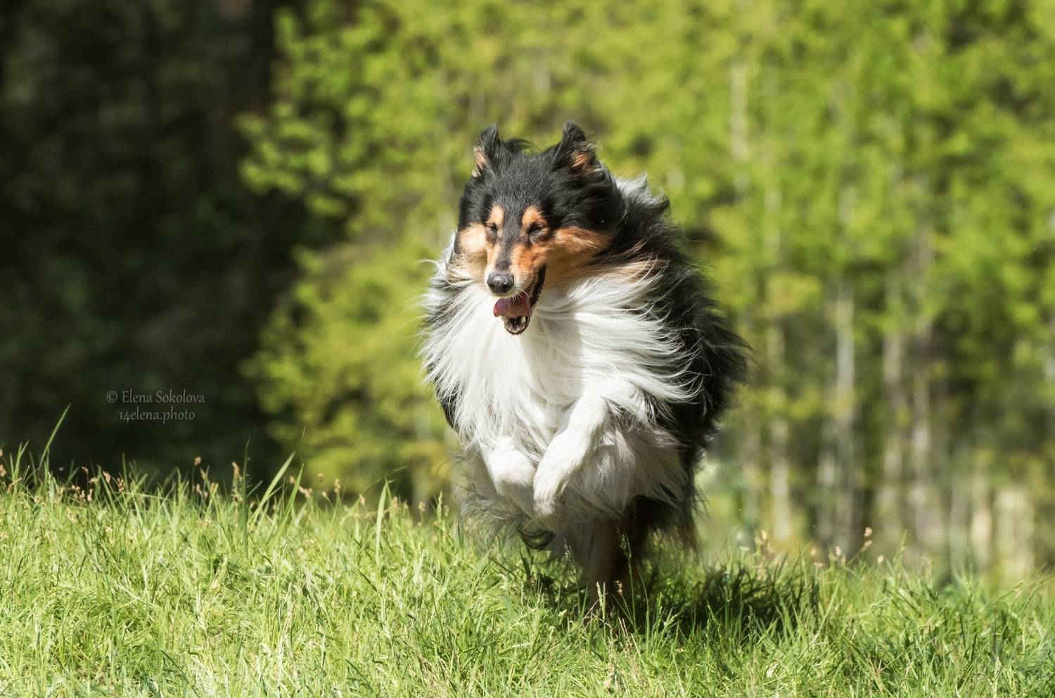 Бадди. Автор: Соколова Елена , Соколова Елена