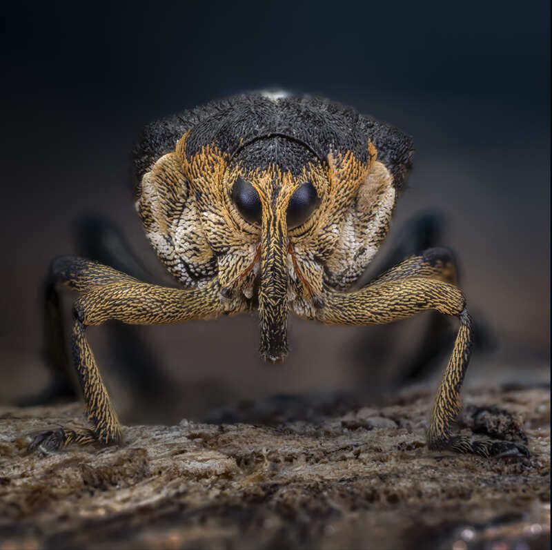coleoptera, curculionidae, ceutorhynchus pallidactylus Долгоносикphoto preview