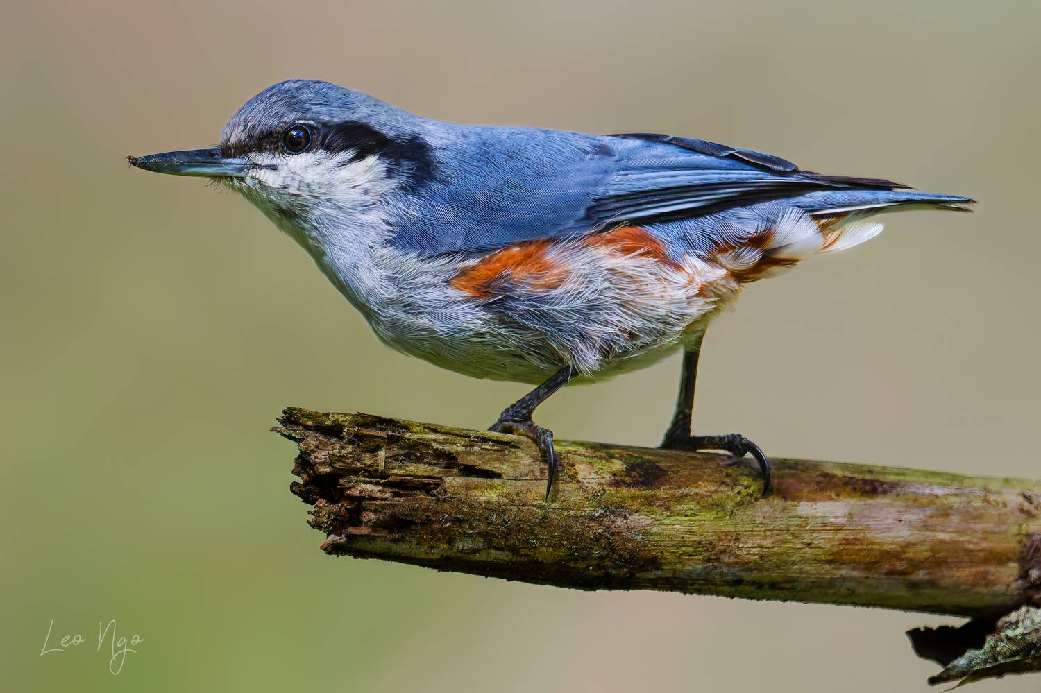 #SaveThePlanet #ChimRừng #ChimViệtNam #NhiếpẢnhThi&ecirc;nNhi&ecirc;n #NikonZ9 #NikonAsia #LeoNgoPhoto #ẢnhĐộngVật #KhoảnhKhắcHoangD&atilde; #BirdPhotography #WildBirds #NatureMoment #BirdHumor #WormHunter #BirdPortrait #PerchMoment #ForestBird #LeoNgoPhotography #Nuthatch , Ngo Hoang Nguyen - Leo Ngo