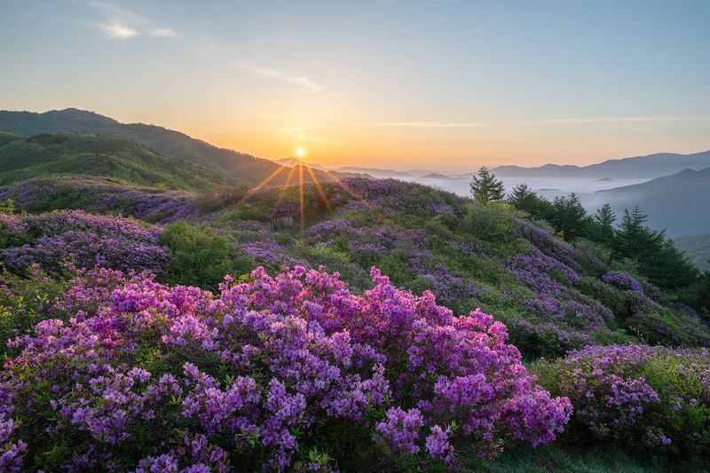 Pallangchiphoto preview