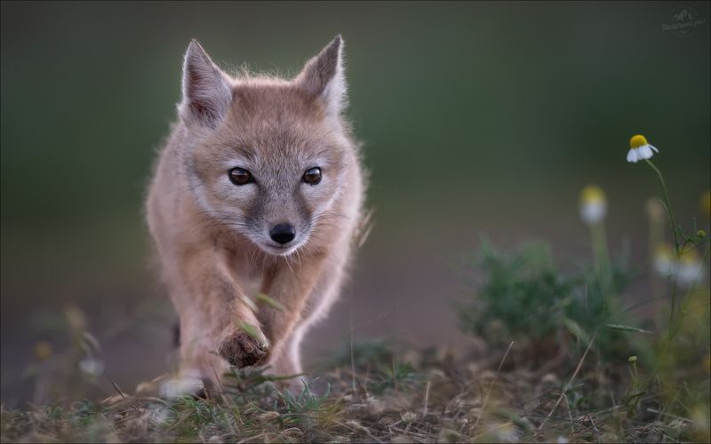 корсак, лиса, степная лиса, взрослый корсак, маныч,заповедник черные земли, корсачок, корсачата, фото корсака, молодой корсак, степная лисица, vulpes corsac, калмыкия, черные земли,  корсачонок, калмыцкий корсак, корсаки, vulpes corsac kalmykorum, фотогра Шаг в неизведанноеphoto preview