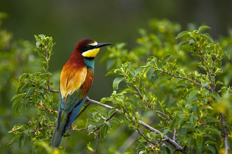 природа Щурка золотистаяphoto preview