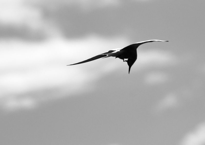 Стрела фото превью