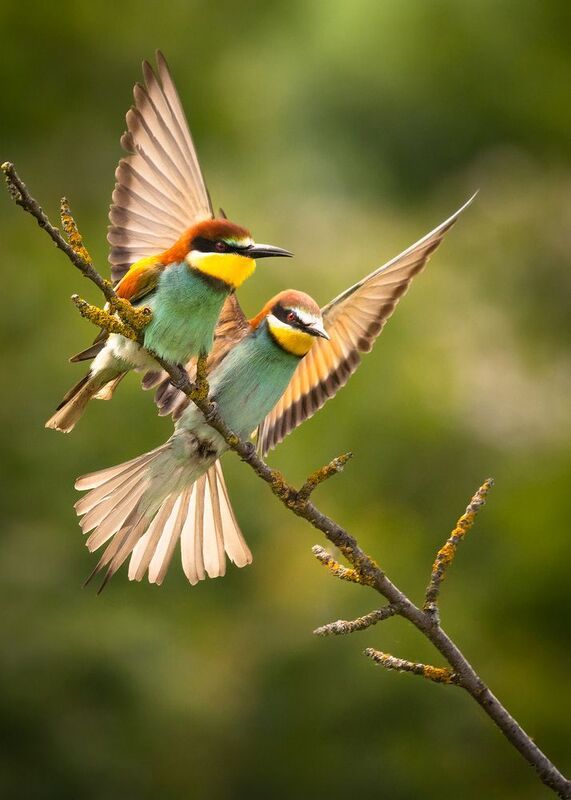 Bee-eater фото превью