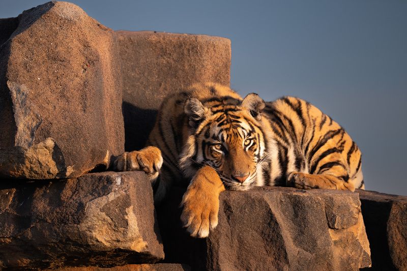 бенгальский тигр, Африка, ЮАР photo preview