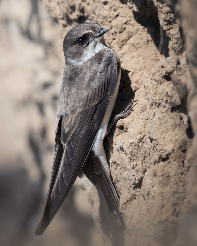 Береговая ласточка (Riparia riparia) photo preview