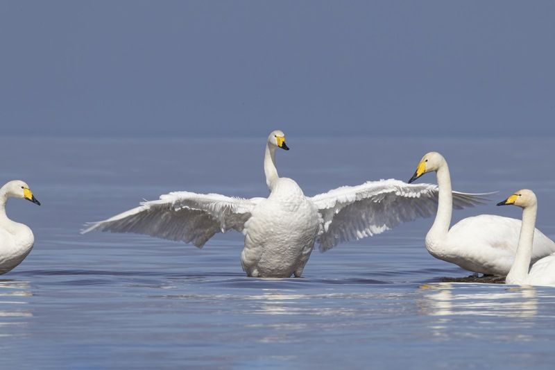 лебедь, кликун, лебедь кликун, птицы, лебедь-кликун Собрание у кликуновphoto preview
