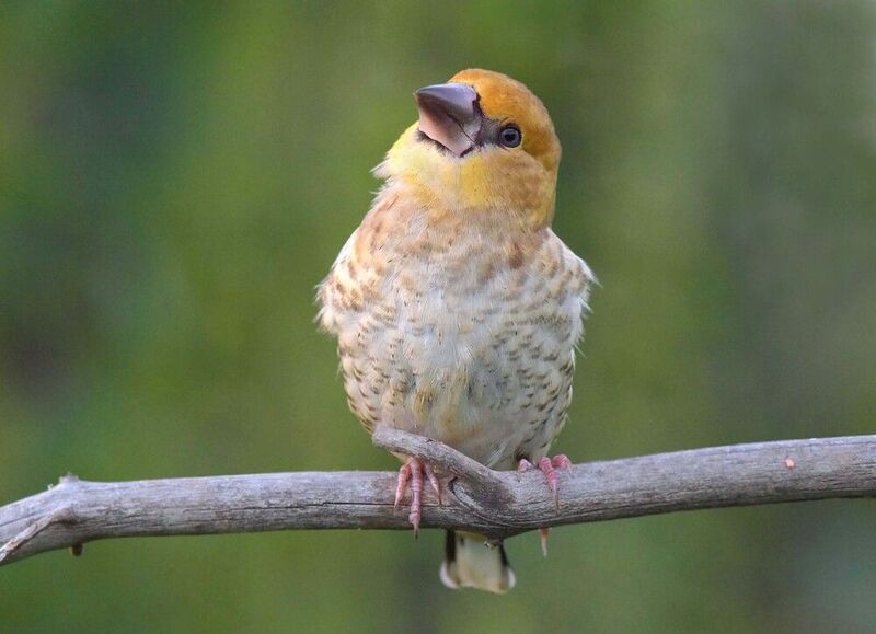 Задавака.photo preview