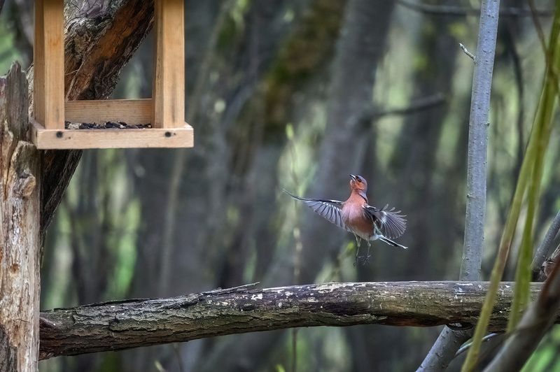 пермский край, птицы, фотоохота, природа, зяблик Дотянуться до еды фото превью
