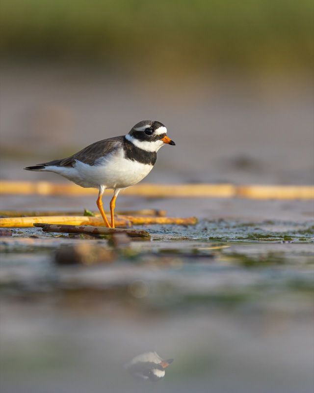 галстучник, кулик, птицы photo preview