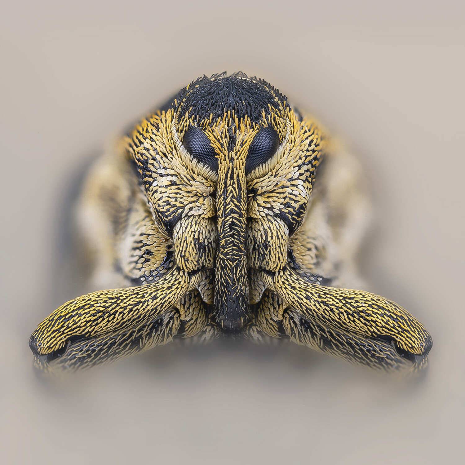 coleoptera, curculionidae, ceutorhynchus pallidactylus, Kavaliauskas Eugenijus