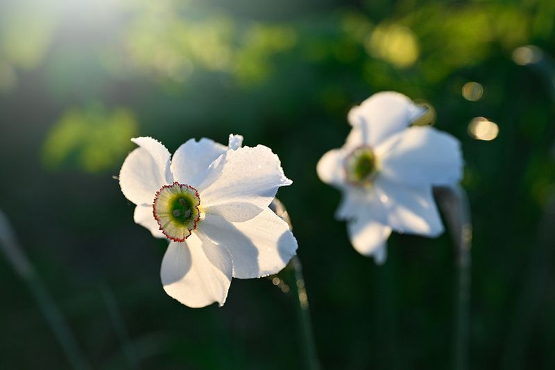 К солнцуphoto preview