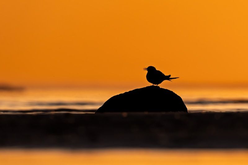 закат, крачка, финский залив photo preview