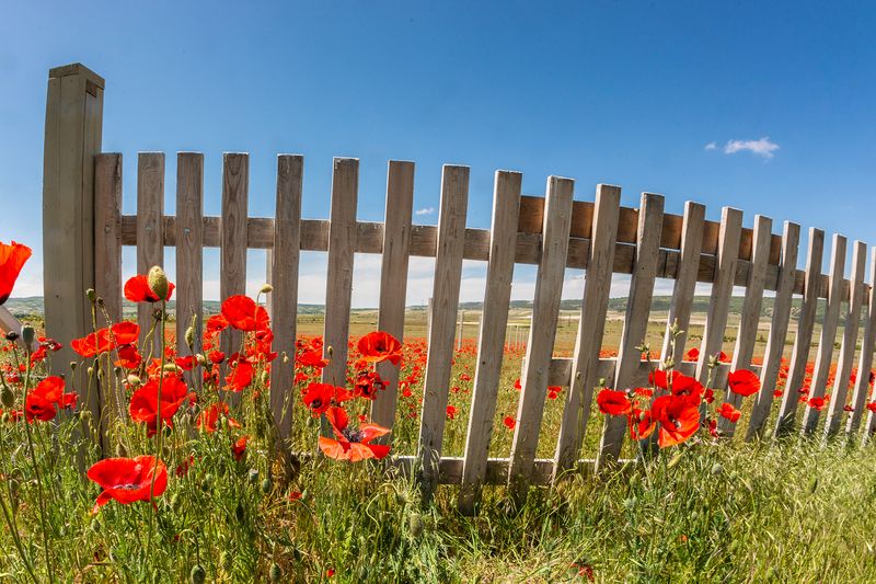 Цветы у забора фото превью