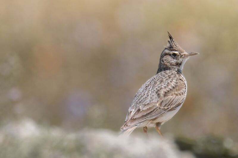 birds, nature, wildlife Crested Lark photo preview