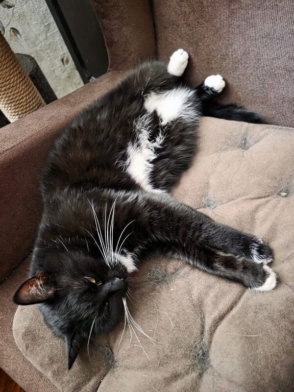 чёрная кошка День рожденияphoto preview