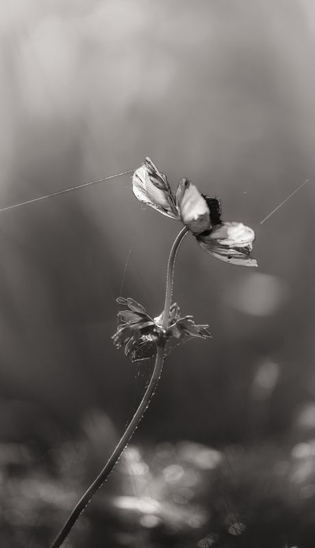 На последней струнеphoto preview