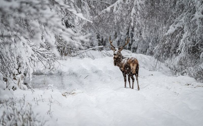 Wild life photographyphoto preview