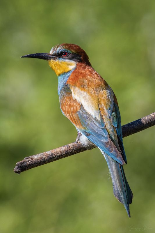 щурка, птицы, пернатые Золотистая щуркаphoto preview