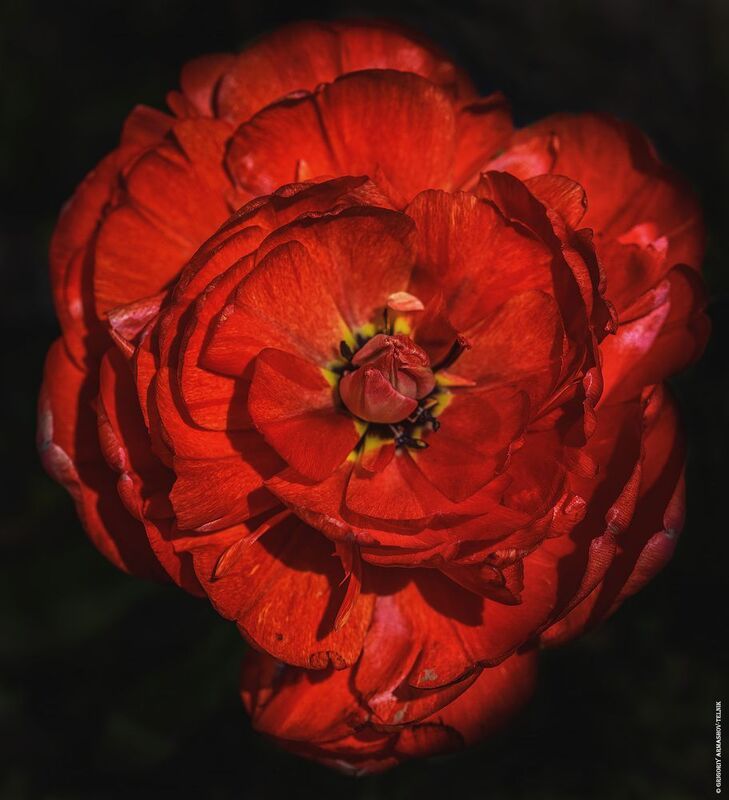 Цветы, макро, мак, красный, весна, цветение Макphoto preview