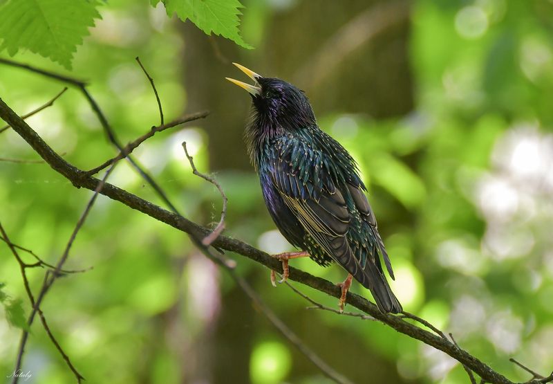 Скворецphoto preview