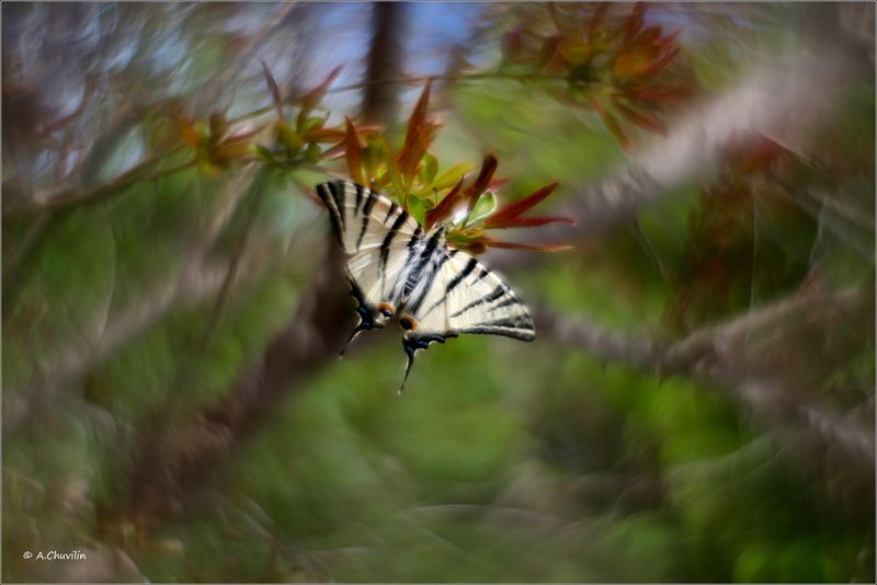 май,бабочка,подалирий,ветки,гранат Подалирий фото превью
