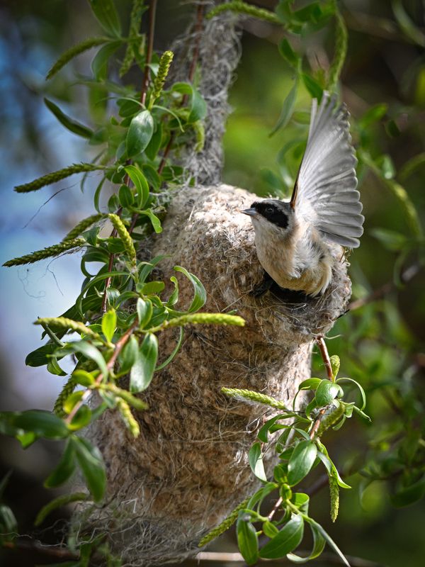 ремез, гнездо, крыло, птицы Без меня тебе, любимый мой, лететь с одним крыломphoto preview